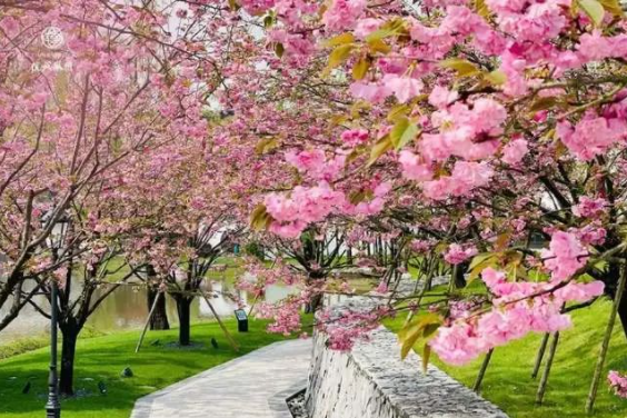 徽州区春季旅游踏青赏花好出去