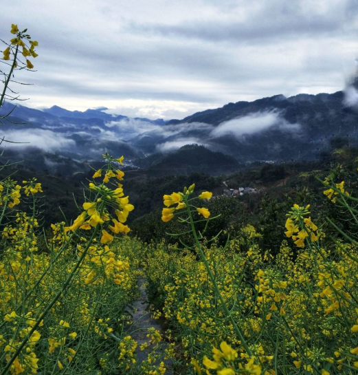 ​歙县坡山村